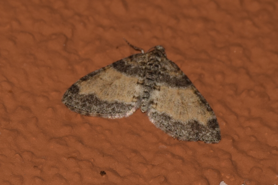 Lobophora halterata - szárnyfüggelékes araszoló