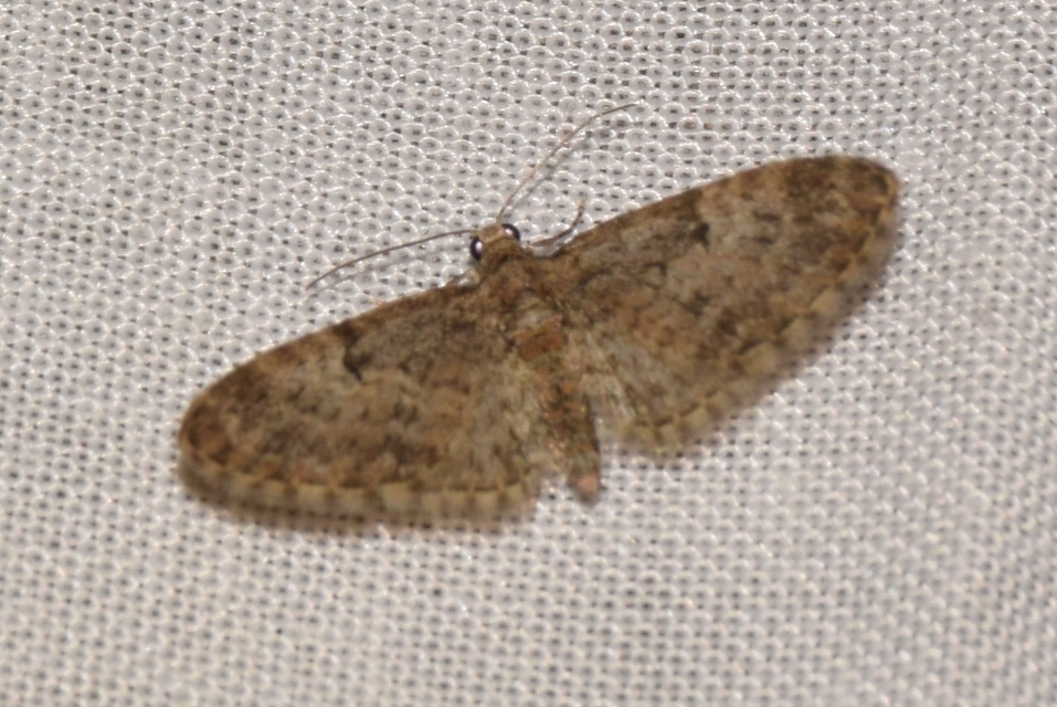 Eupithecia dodoneata - tölgy-törpearaszoló