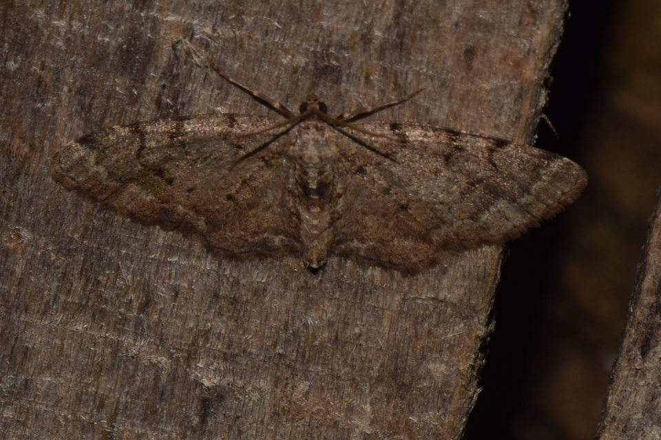 Aethalura punctulata - szürke égeraraszoló