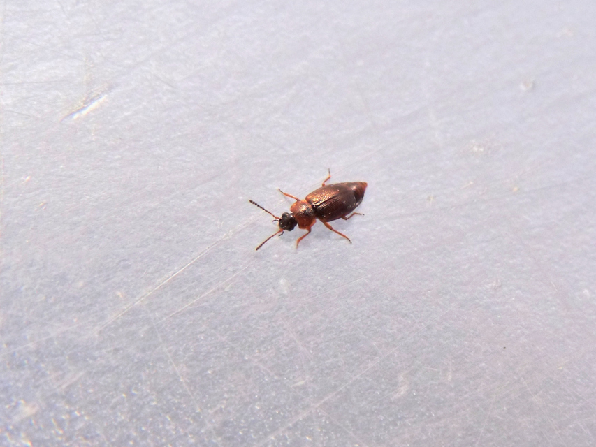 Anthobium atrocephalum - feketésfejű felemásholyva