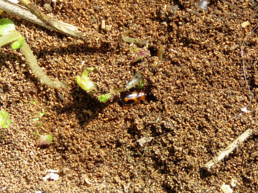 Badister meridionalis - közönséges posványfutonc