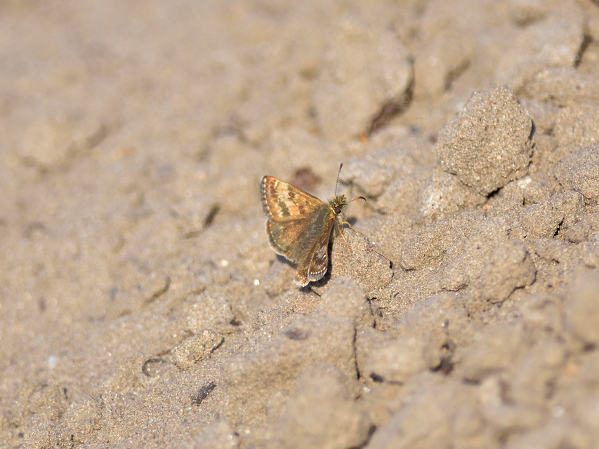 Erynnis tages - cigánylepke