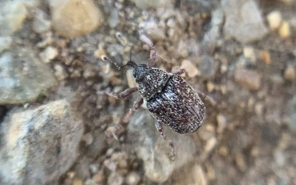 Oprohinus consputus - hamvas hagymaormányos