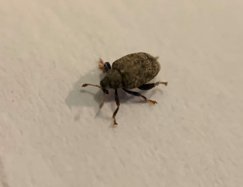 Tachyerges decoratus - díszes bolhaormányos