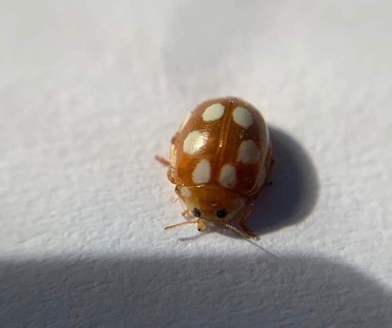 Vibidia duodecimguttata - tizenkétcseppes füsskata