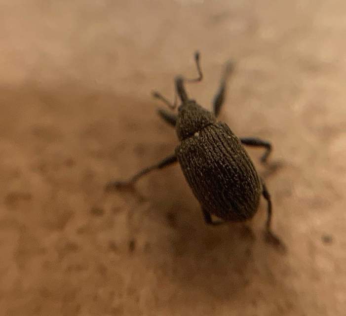 Anthonomus rubi - szamóca-bimbólikasztó Anthonomus rubi - szamóca-bimbólikasztó