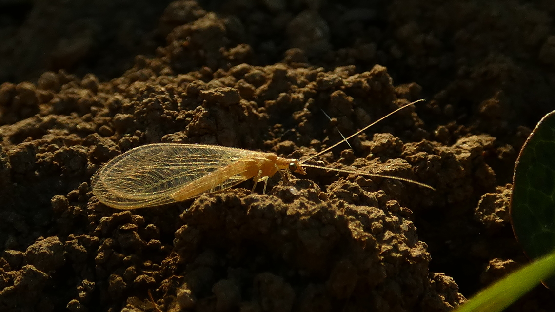 Chrysopidae - zöldfátyolkák