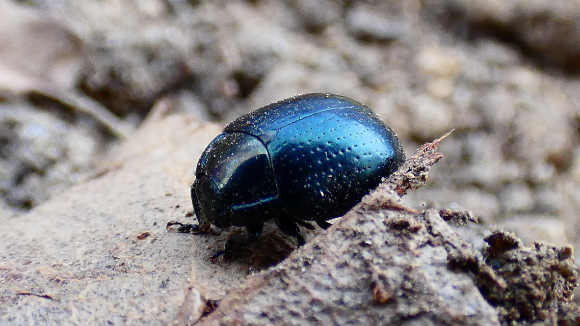 Chrysolina oricalcia - bronzos levélbogár