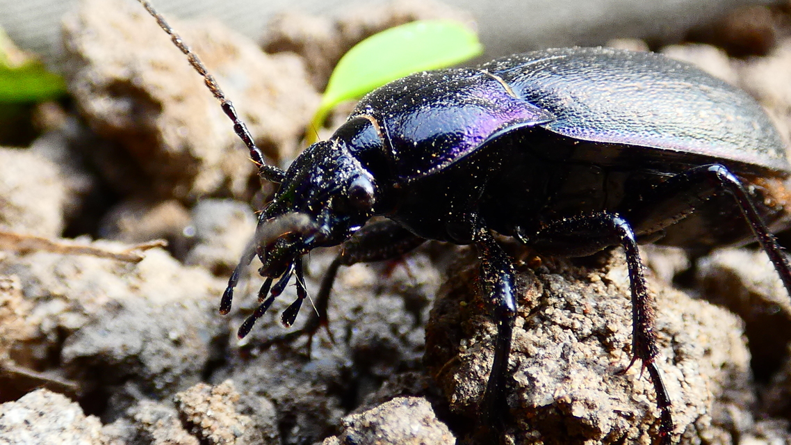 Carabus nemoralis - ligeti futrinka