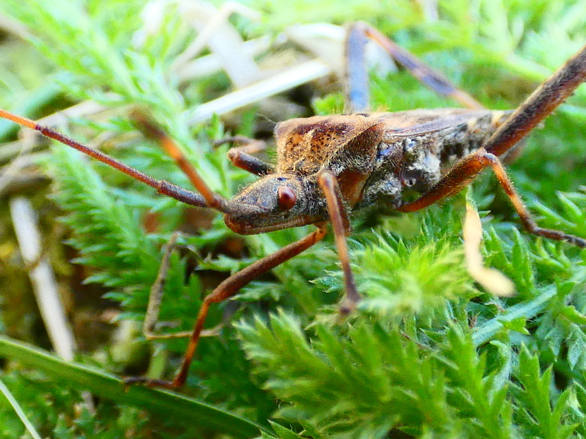 Leptoglossus occidentalis - nyugati levéllábú poloska