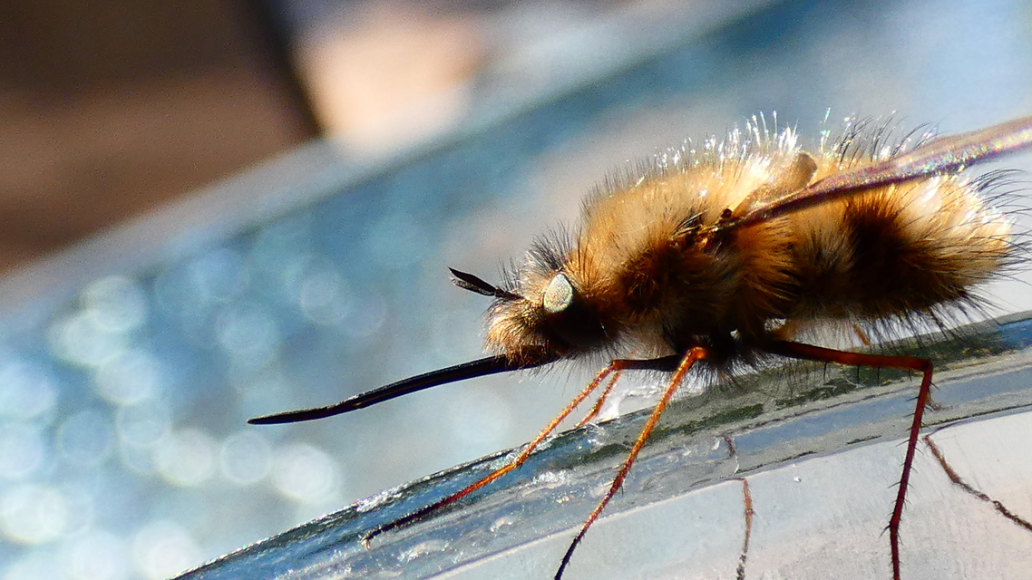 Bombylius major - szegélyes pöszörlégy