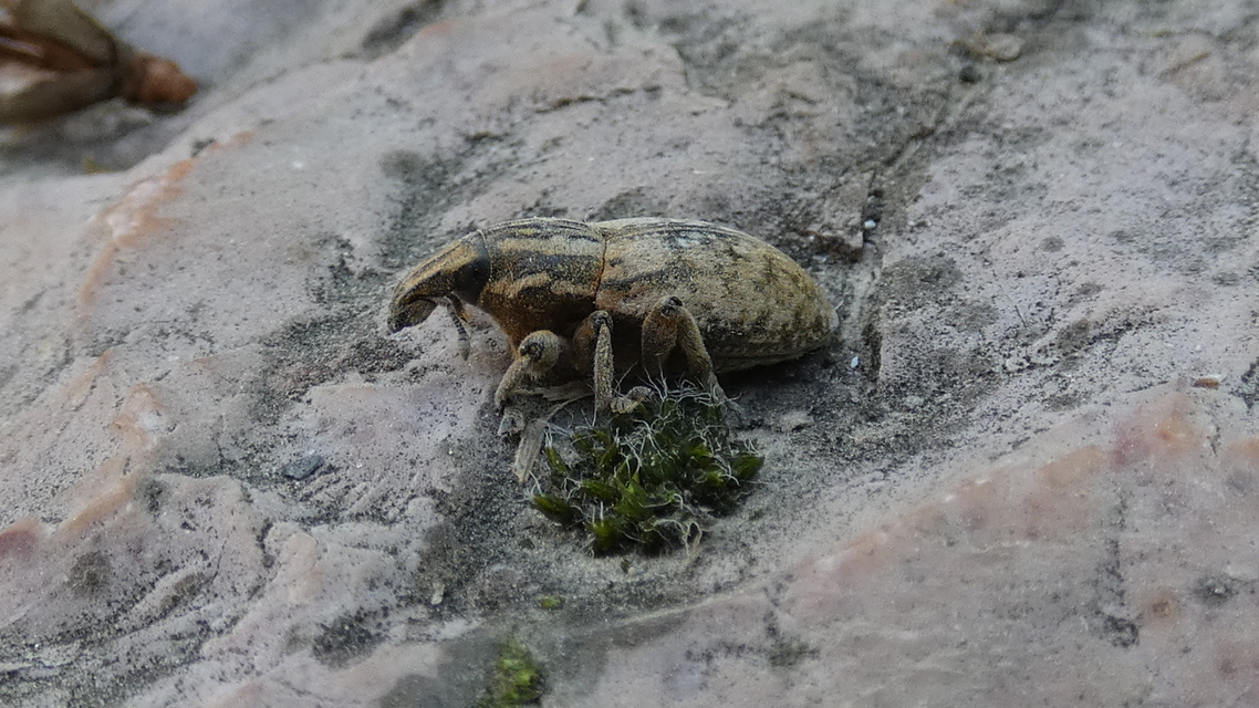 Pseudocleonus cinereus - hamvas barkó