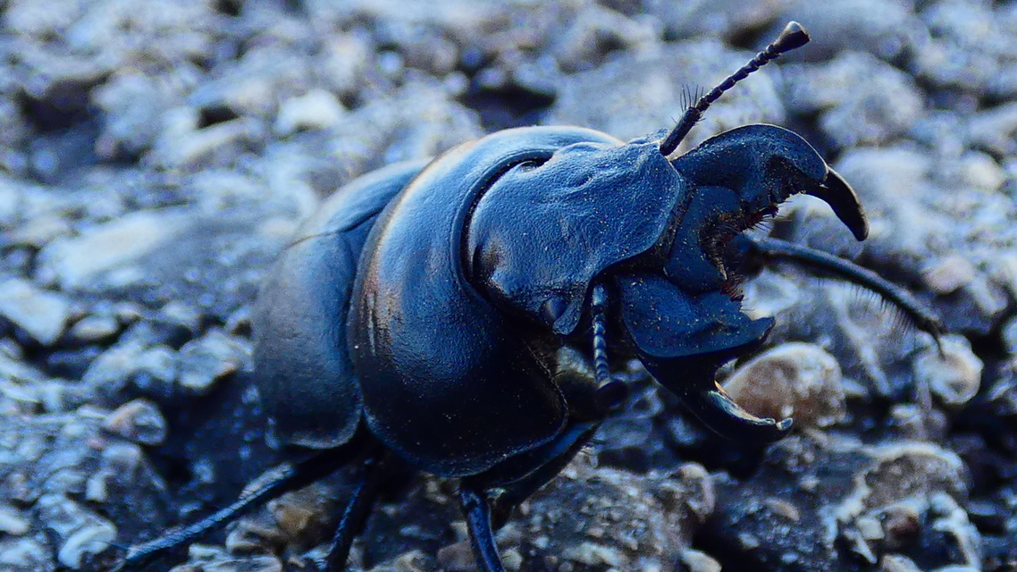 Lethrus apterus - nagyfejű csajkó