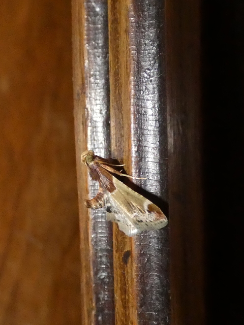 Pyralis farinalis - lisztilonca