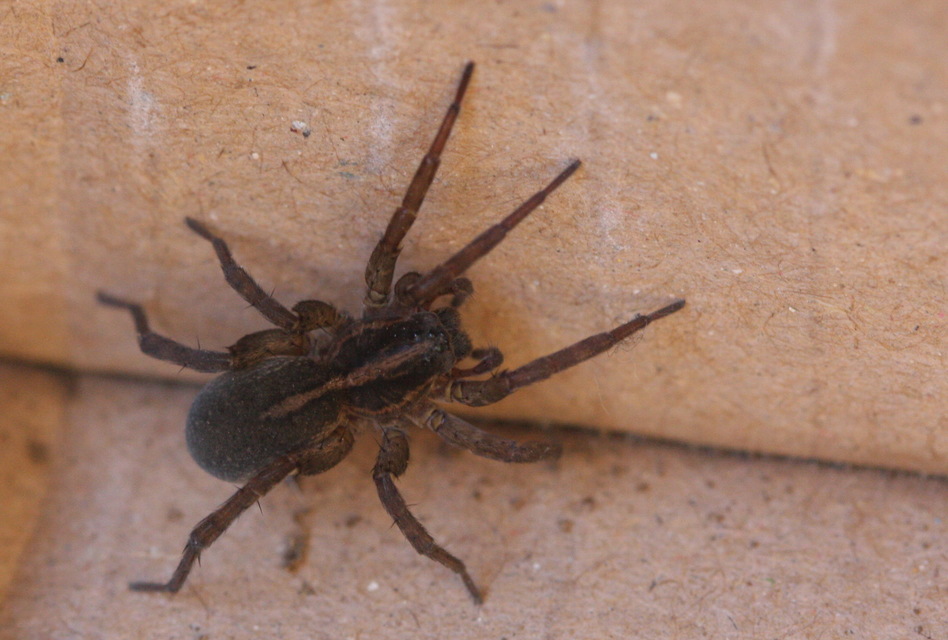 Trochosa