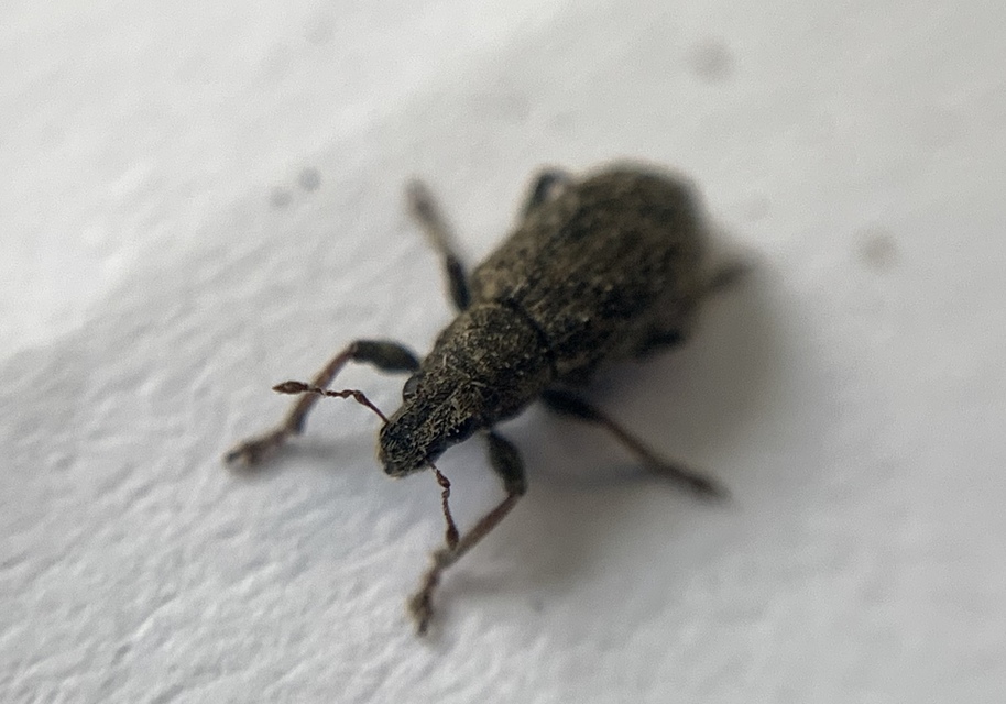 Sitona cylindricollis - hengerestorú csipkézőbogár