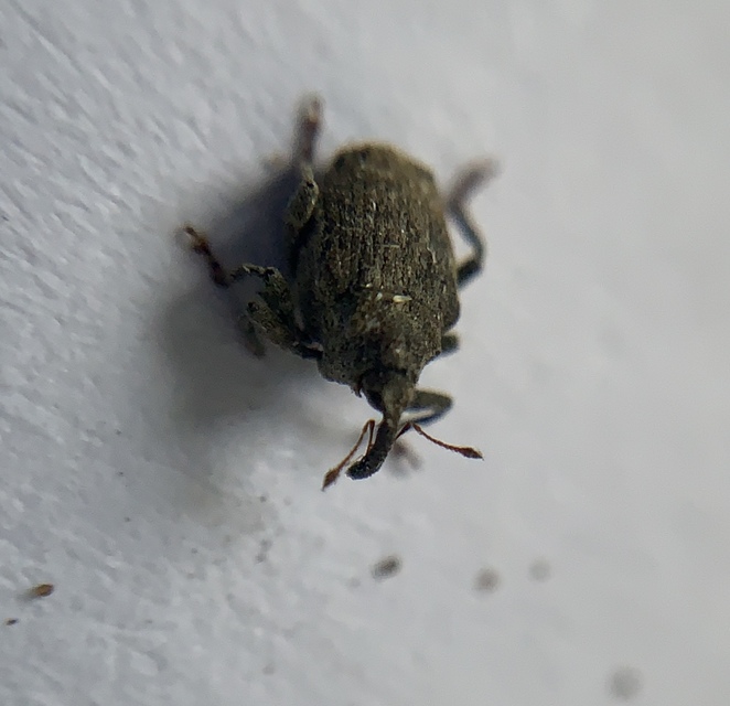 Parethelcus pollinarius - csalánporzó ormányos