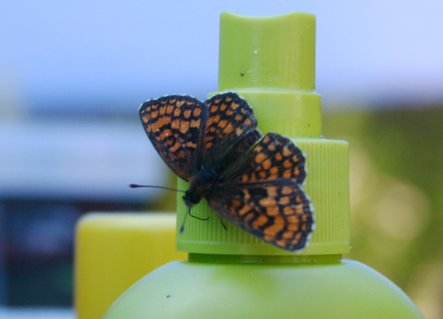 Melitaea athalia - közönséges tarkalepke