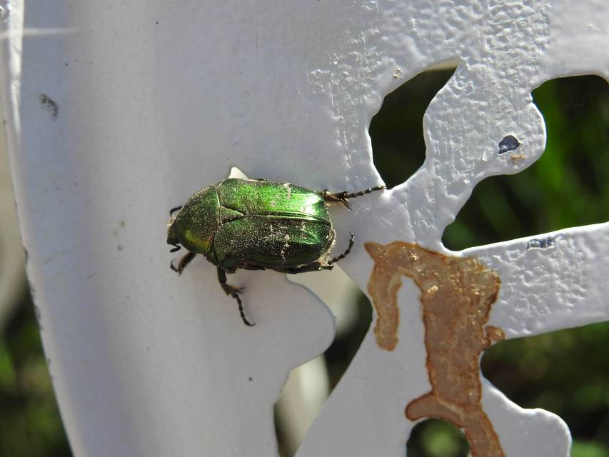 Cetonia aurata - aranyos virágbogár