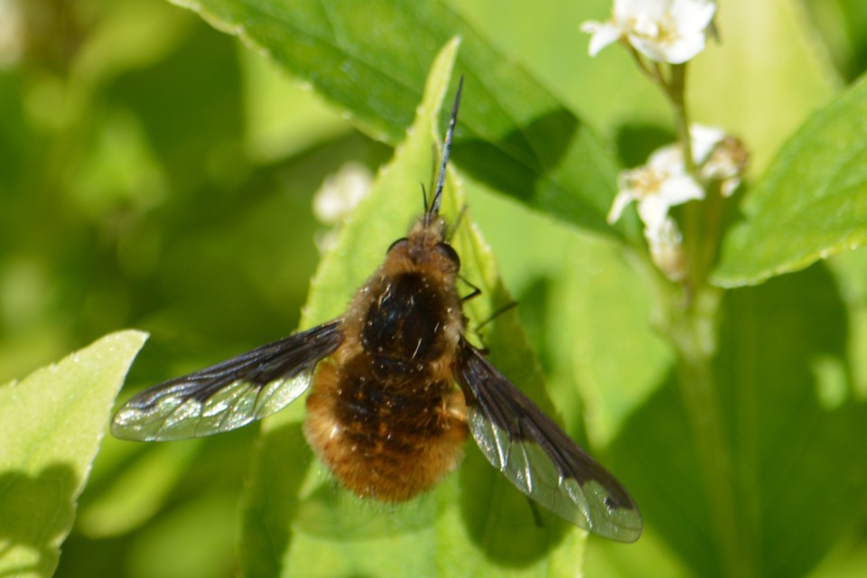 Bombylius major - szegélyes pöszörlégy