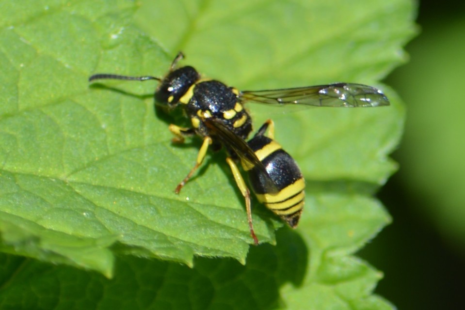 Ancistrocerus