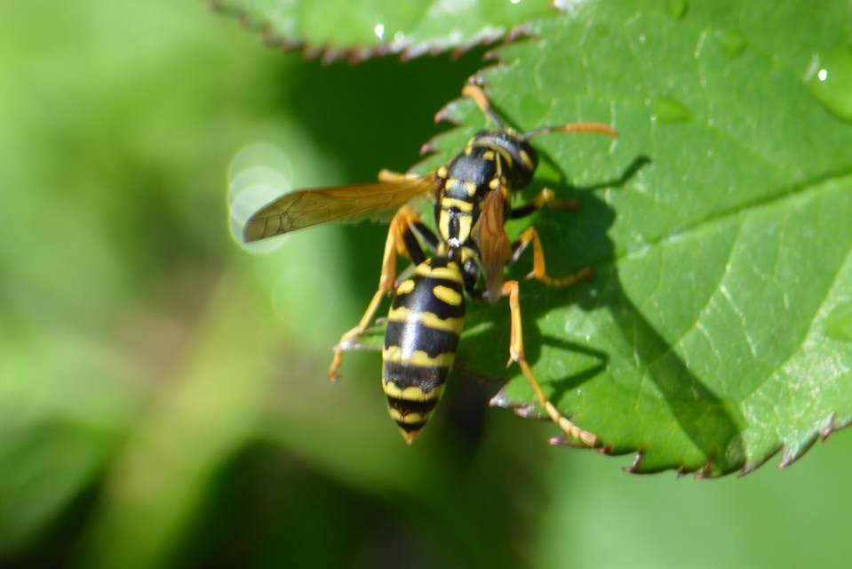 Polistes dominulus - déli papírdarázs