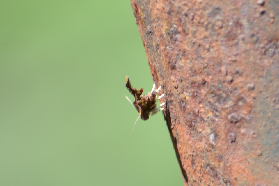 Choreutidae - levélmolyfélék