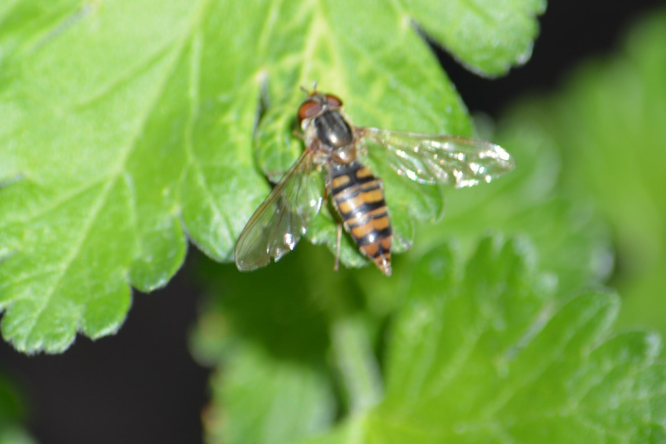 Episyrphus balteatus - ékfoltos zengőlégy Episyrphus balteatus - ékfoltos zengőlégy