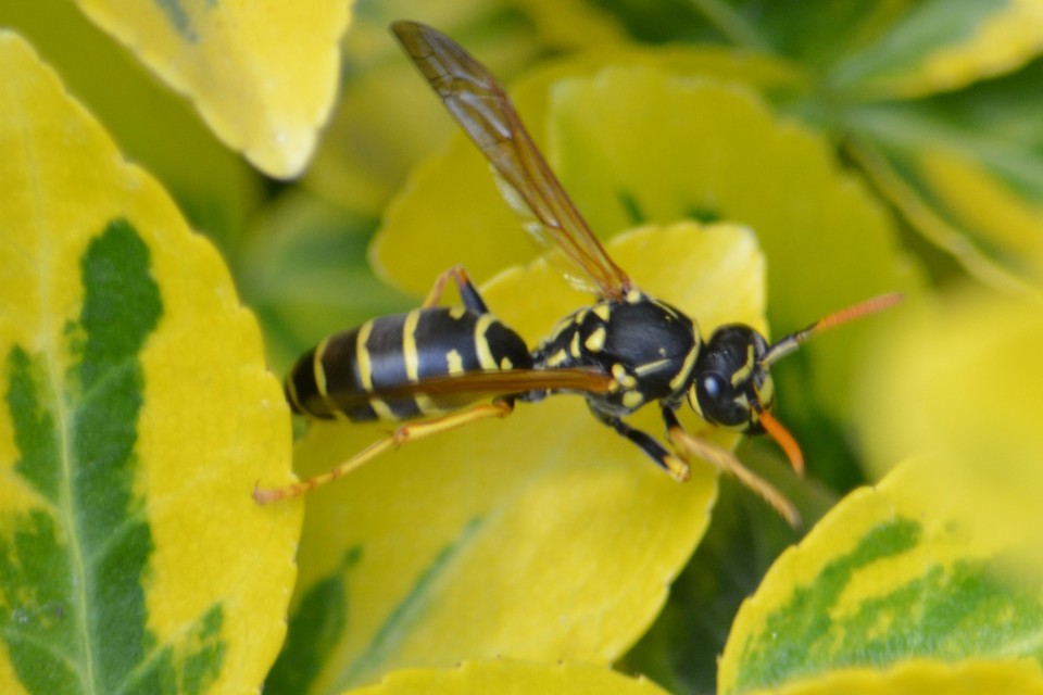 Polistes nimpha - padlásdarázs