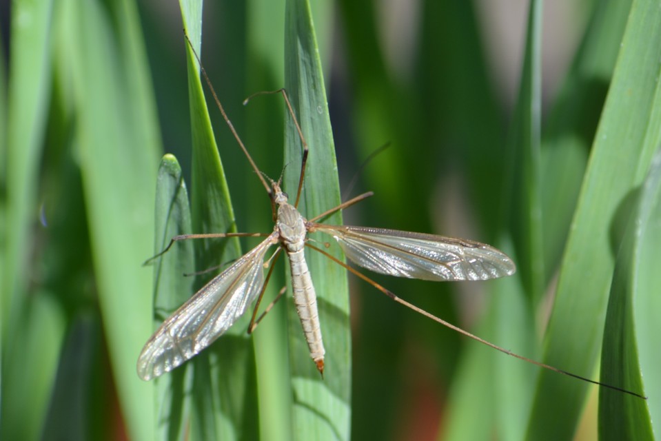 Tipula