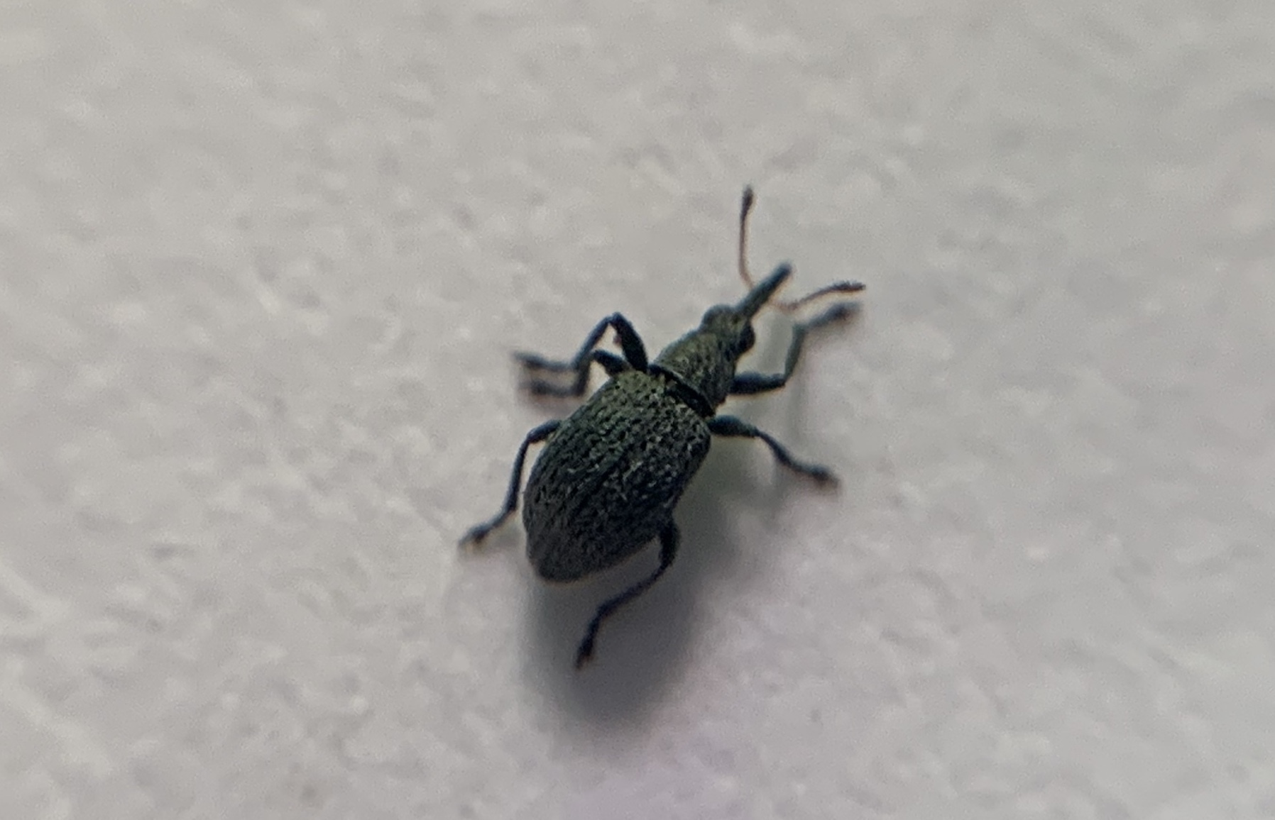 Eutrichapion ervi - szempillás cickányormányos