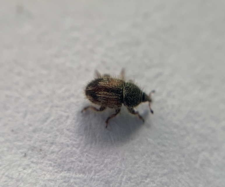 Mecinus pirazzolii - homoki útifűormányos