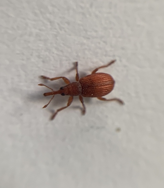 Apion rubiginosum - sóskaszár-cickányormányos