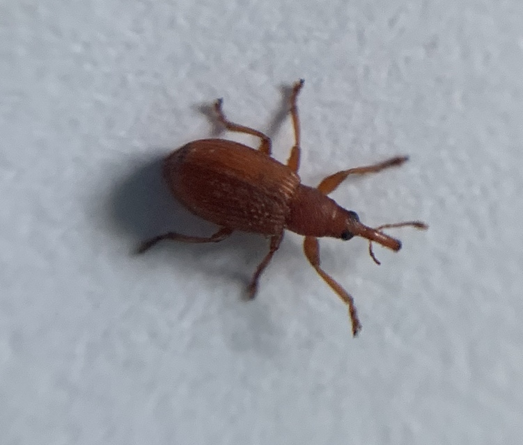 Apion rubiginosum - sóskaszár-cickányormányos