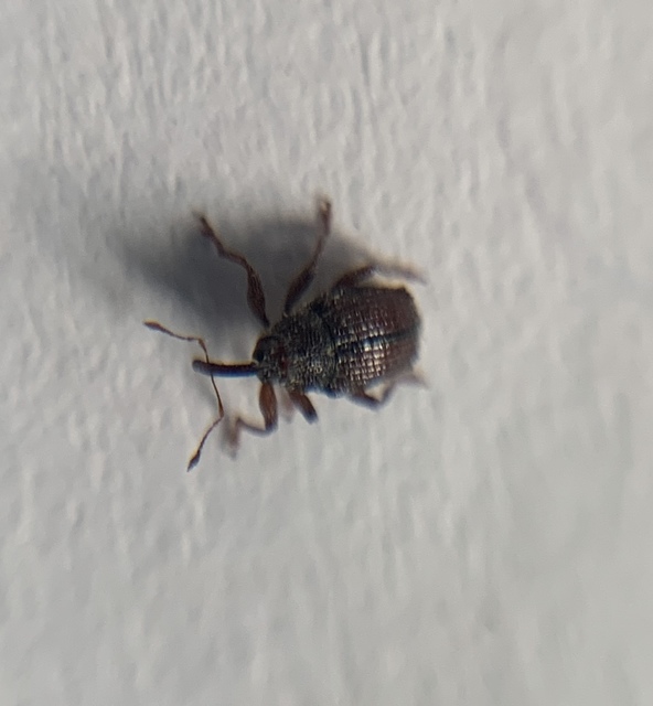 Trichosirocalus troglodytes - kis útifűormányos