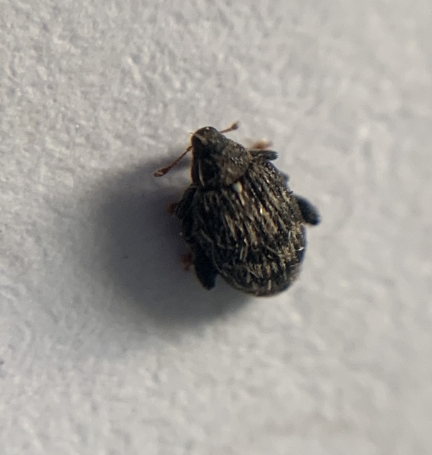 Tachyerges decoratus - díszes bolhaormányos