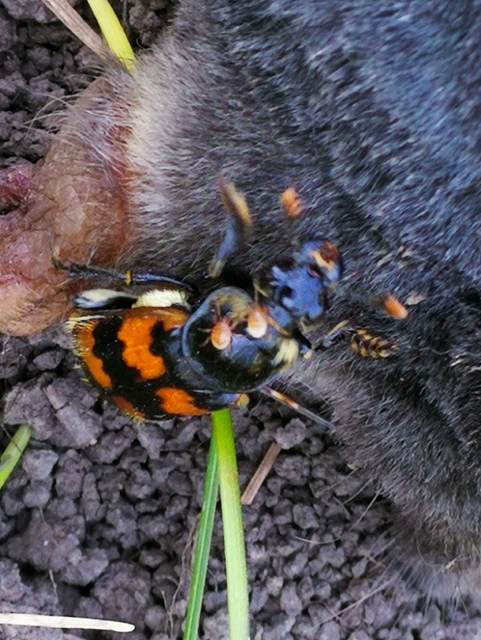 Nicrophorus vespillo - közönséges temetőbogár