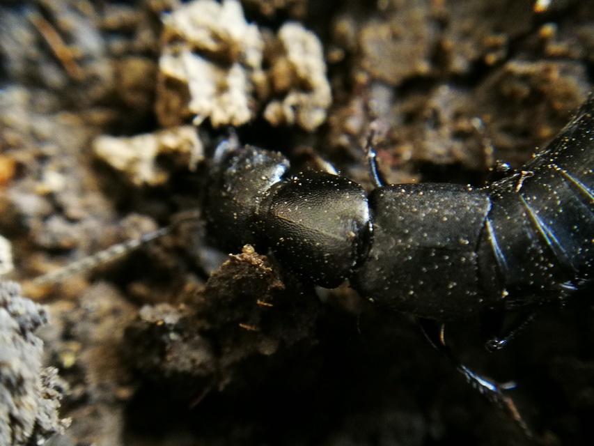 Ocypus nitens - fekete holyva