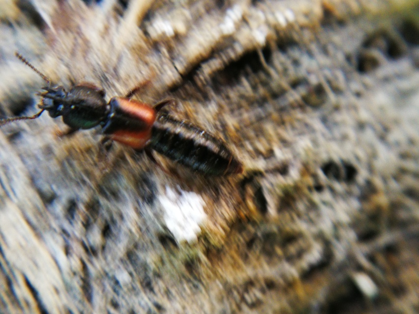 Bledius tricornis - háromszarvú ásóholyva Bledius tricornis - háromszarvú ásóholyva