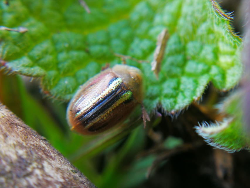 Cassida nobilis - díszes pajzsbogár Cassida nobilis - díszes pajzsbogár