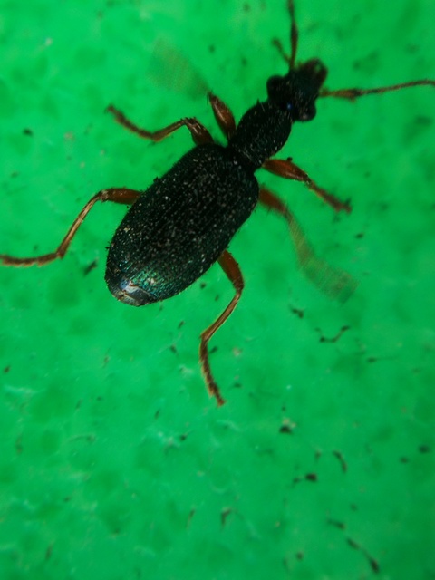 Drypta dentata - atlaszfutó