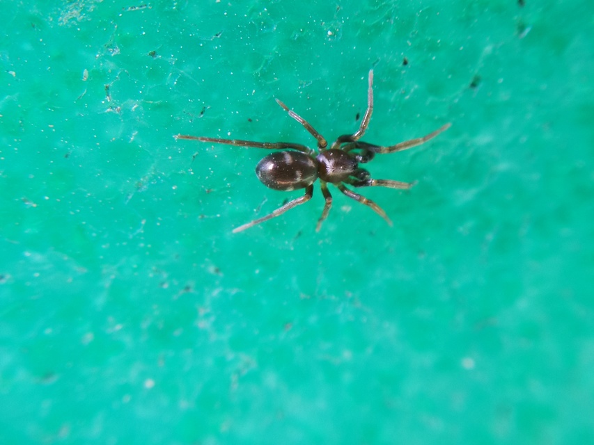 Micaria