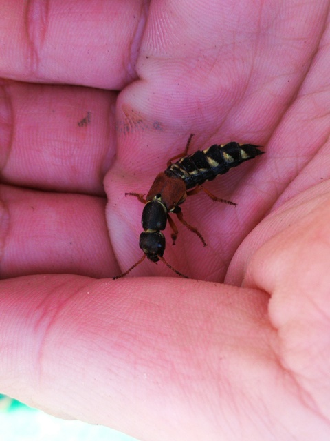 Staphylinus caesareus - aranysujtásos holyva