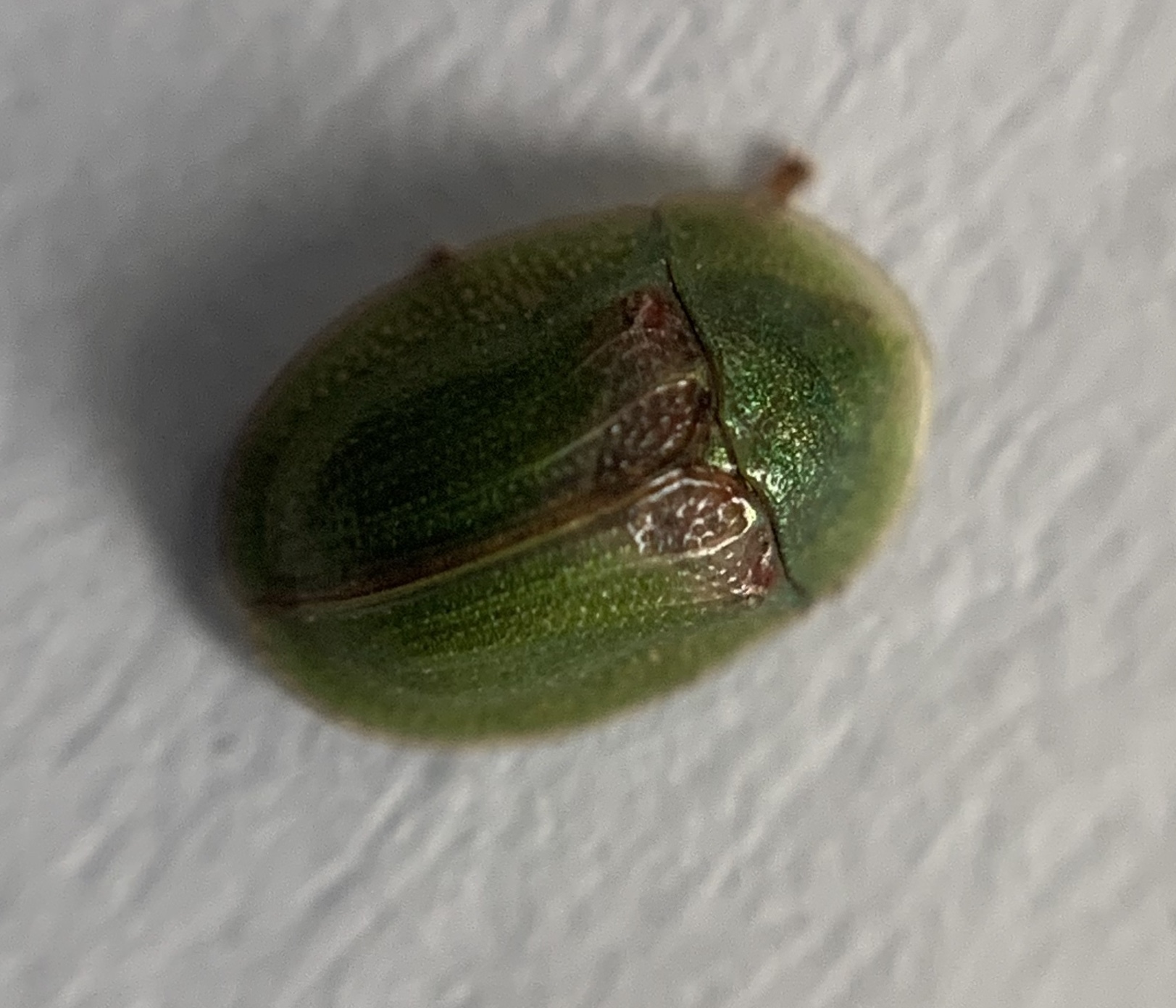 Cassida prasina - hagymazöld pajzsbogár