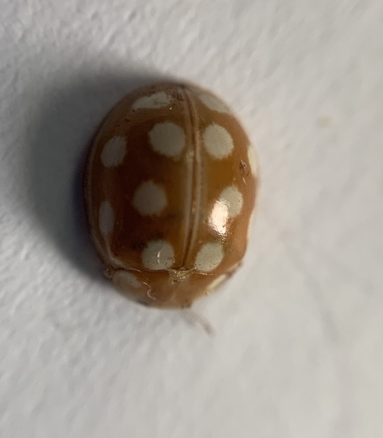 Vibidia duodecimguttata - tizenkétcseppes füsskata