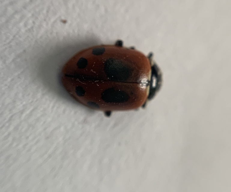 Hippodamia variegata - tizenhárompettyes katica