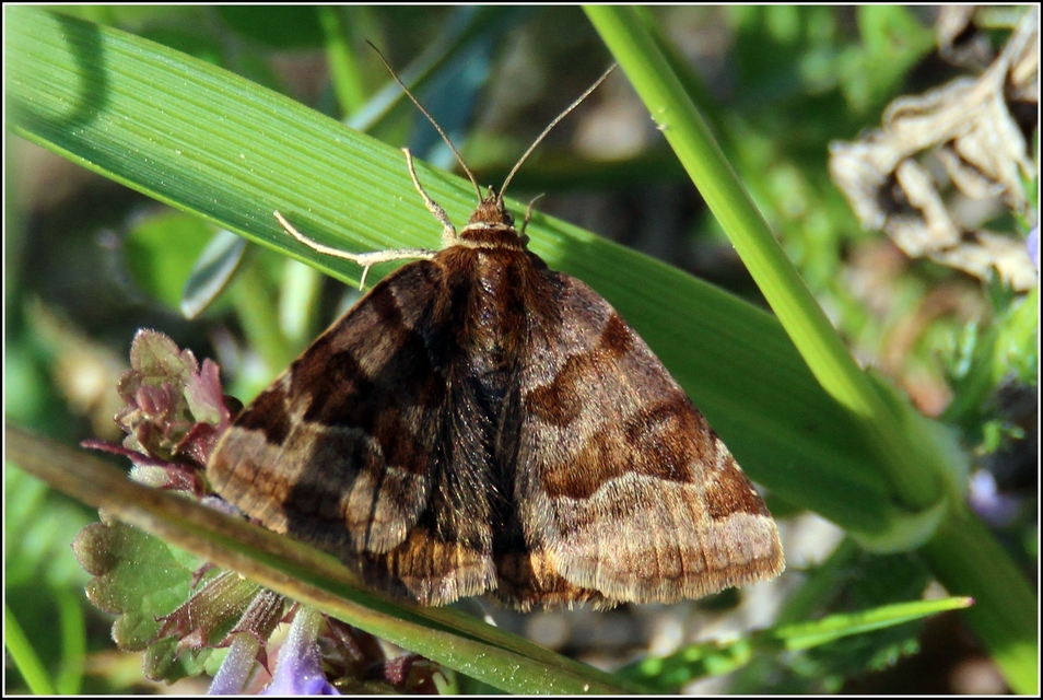 Euclidia glyphica - közönséges nappalibagoly