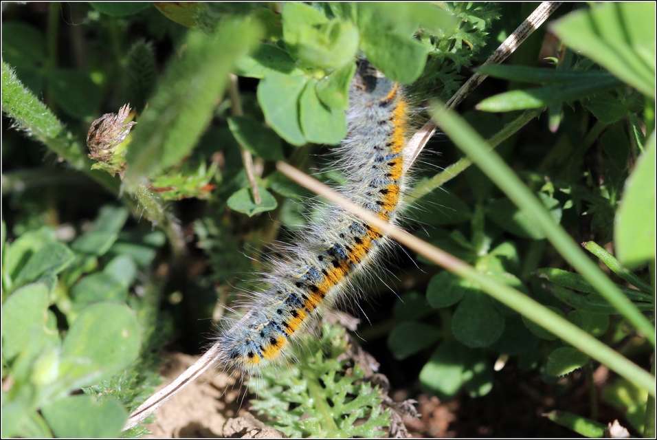 Lasiocampa trifolii - lóhereszövő