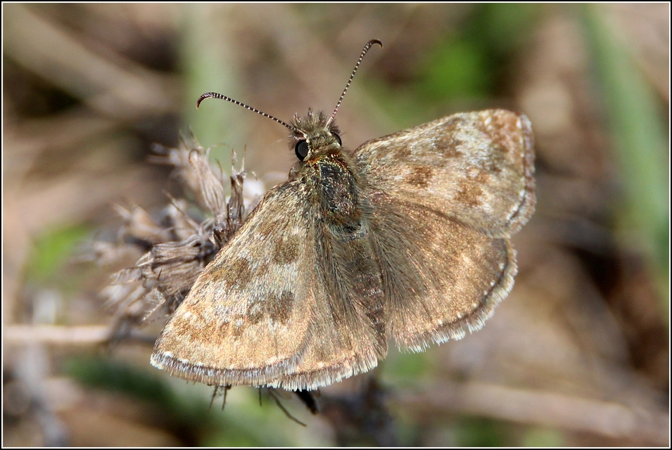 Erynnis tages - cigánylepke