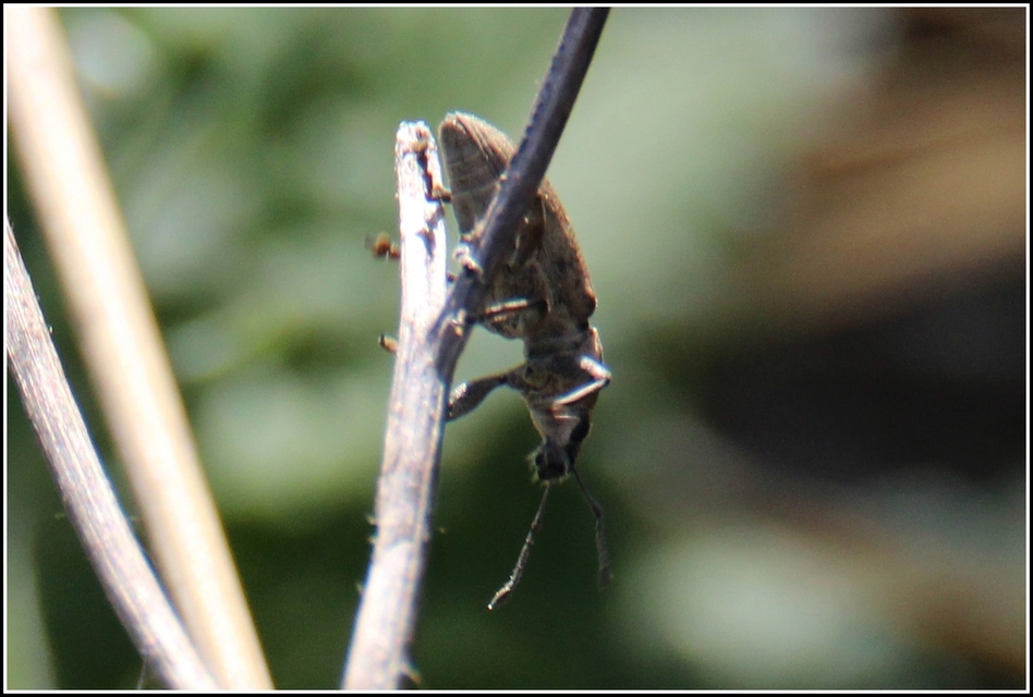 Tanymecus palliatus - közönséges hegyesfarúbarkó